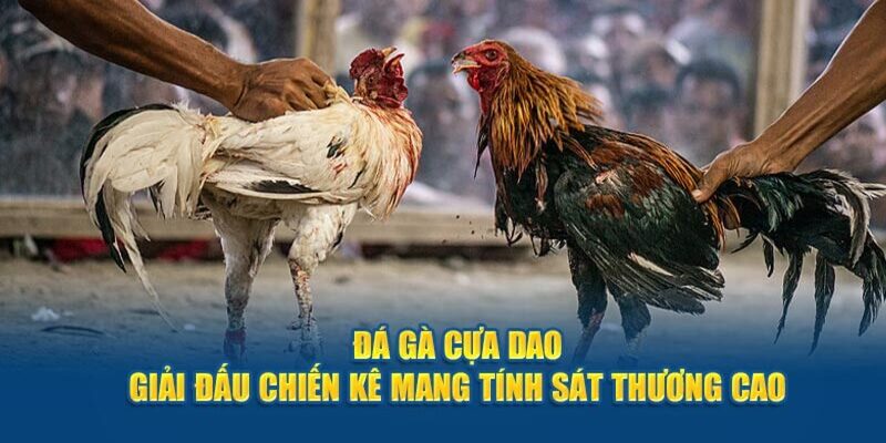 Top 3 giống gà phù hợp để tham gia chọi kê cựa dao