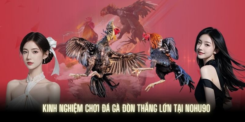 Mẹo thành công khi tham gia đá gà đòn tại Nohu90